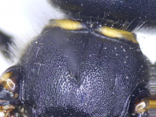 Ectemnius lapidarius